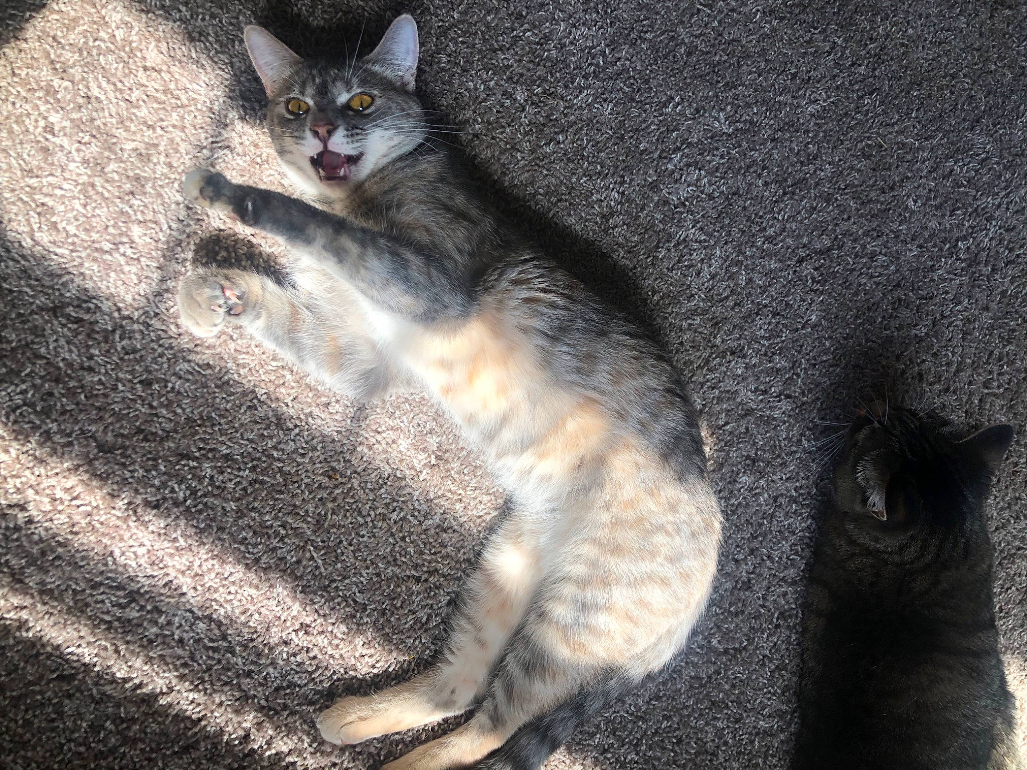 Ophie joined the competition — help win amazing prizes! carnivore, cat, claw, comfort, darkness, domestic_short_haired_cat, felidae, foot, fur, grey, human_leg, paw, plant, shadow, sitting, sleep, small_to_medium_sized_cats, tail, tree, whiskers