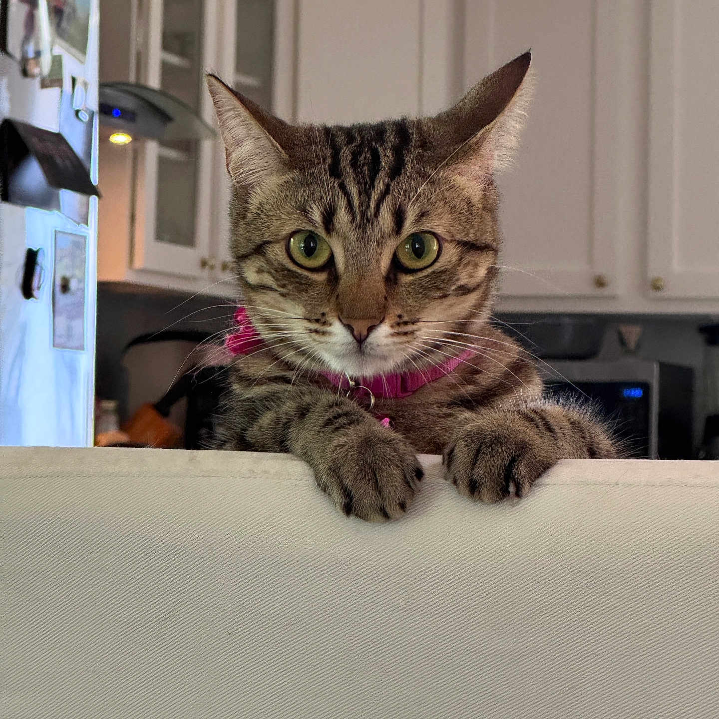 Sofi joined the competition — help win amazing prizes! animal, background, cabinet, cat, collar, curious, domestic, feline, furniture, green_eyes, household, indoor, kitchen, looking, magnet, paw, pet, refrigerator, tabby, whiskers