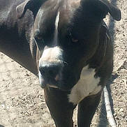Tenley joined the competition — help win amazing prizes! animal, ball, bostonbull, boxer, bulldog, canine, dog, face, greatdane, halter, head, hound, labradorretriever, person, pet, pitbull, puppy, snout, sport, tennis