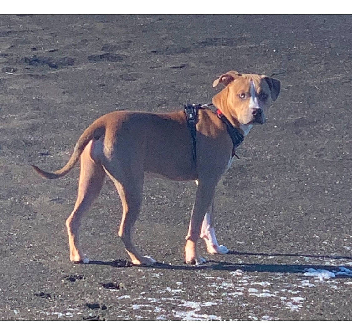 Roxy joined the competition — help win amazing prizes! canidae, carnivore, collar, companion_dog, dog, dog_breed, dog_collar, dog_supply, fawn, gun_dog, hunting_dog, leash, pet_supply, shadow, snout, sporting_group, tail, terrestrial_animal, working_animal, working_dog