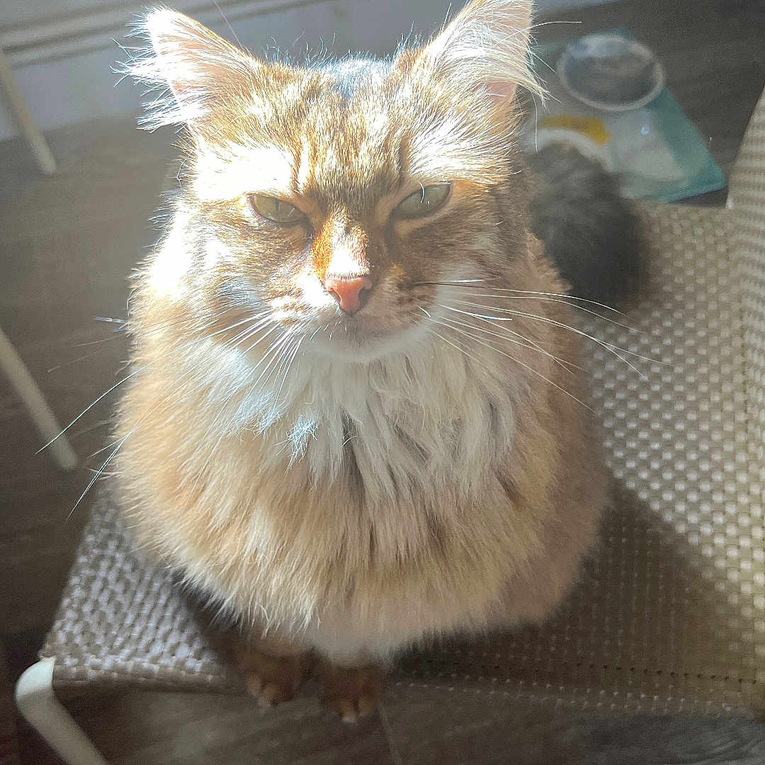 Severus participe au concours pour gagner de l'argent avec cette photo : animal, cat, chair, cozy, cute, domestic, feline, fluffy, fur, home, indoor, looking_up, pet, portrait, radiator, relaxed, sitting, sunlight, whiskers, wooden_floor