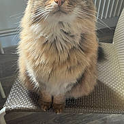 Severus a rejoint le concours — aidez-le/la à gagner de superbes lots ! cat, fluffy, indoor, chair, feline, pet, fur, curious, sitting, closeup, domestic_animal, whiskers, eyes, sunlight, home, floor, radiator, cozy, portrait, cute