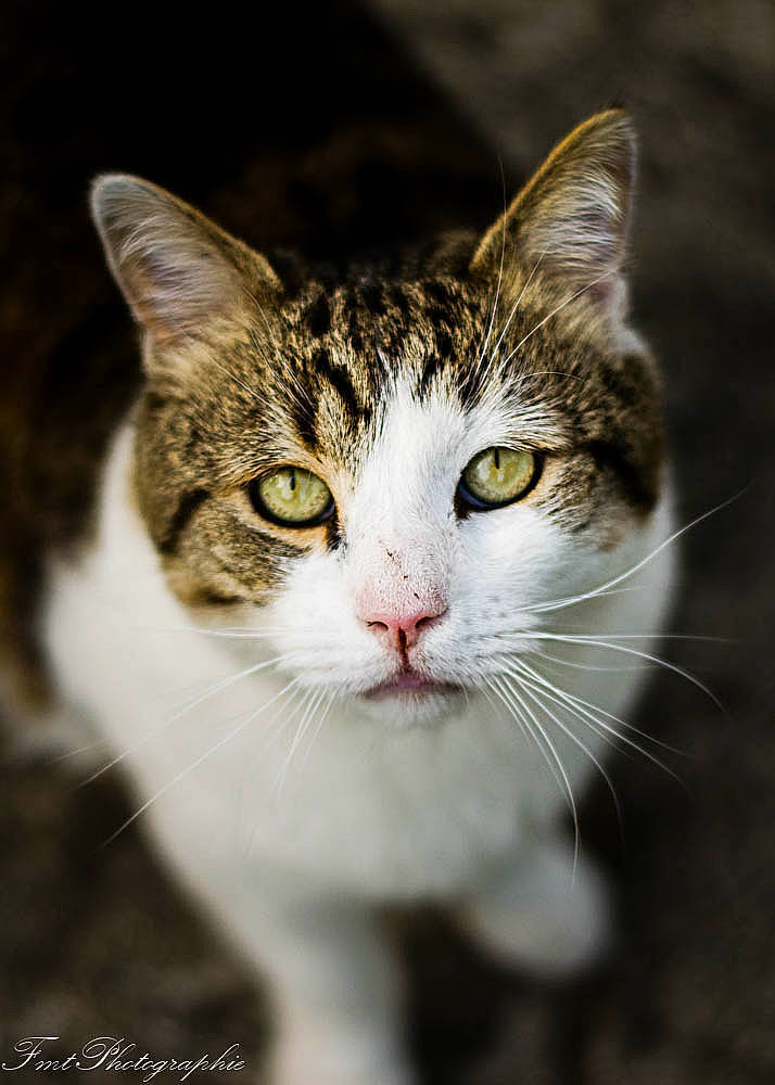 Moshi a rejoint le concours — aidez-le/la à gagner de superbes lots ! art, carnivore, cat, close_up, curious, domestic_short_haired_cat, eye, felidae, fur, grass, macro_photography, small_to_medium_sized_cats, snout, terrestrial_animal, tree, whiskers, wildlife, window