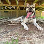 Stella is registered to the contest to win money with this photo: dog, tongue, collar, chain, dirt, grass, wooden_structure, shade, outdoor, pet, happy, panting, resting, animal, canine, summer, playful, ground, daylight, nature