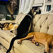 Stella is registered to the contest to win money with this photo: dog, couch, living_room, window, plant, vase, pampas_grass, curtains, indoor, pet, resting, sleeping, fur, paw, tail, beige, brown, black, white, relaxation