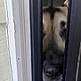 Stella is registered to the contest to win money with this photo: dog, peeking, door, nose, curious, closeup, indoors, wood, black, brown, animal, pet, face_part, snout, doorframe, vertical, home, wall, furniture, partial_view