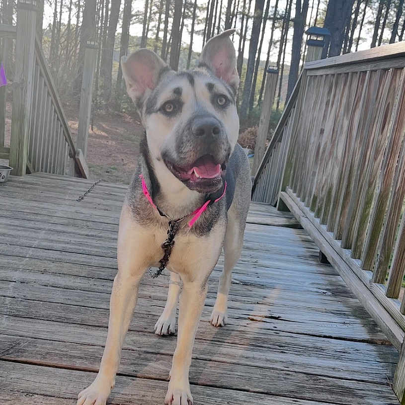 Stella joined the competition — help win amazing prizes! animal, canine, chain, collar, curious, daylight, deck, dog, ears_up, forest, happy, nature, outdoor, pet, smiling, standing, tongue_out, trees, wood, wooden_railing