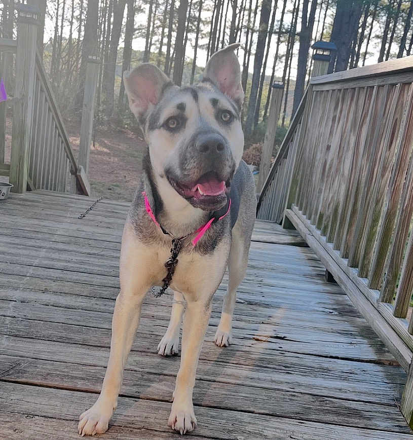 Stella