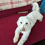 Cody is registered to the contest to win money with this photo: dog, white_dog, couch, red_couch, plaid_blanket, blue_pillow, dog_bone, pet, indoor, stretching, fur, canine, looking_at_camera, cozy, home, furniture, relaxed, animal, paw, nose