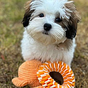 Memphis joined the competition — help win amazing prizes! adorable, animal, brown_and_white, closeup, cute, dog, fluffy, fur, grass, head_tilt, nature, orange_toy, outdoor, pet, playful, puppy, small_dog, soft_texture, toy, young_dog