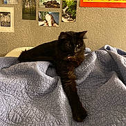 Pepper is registered to the contest to win money with this photo: animal, artwork, bed, black_cat, cat, cozy, decor, feline, furry, home, indoor, pet, photographs, portrait, quilt, relaxed, resting, stretching, texture, wall