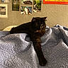 animal, artwork, bed, black_cat, cat, cozy, decor, feline, furry, home, indoor, pet, photographs, portrait, quilt, relaxed, resting, stretching, texture, wall