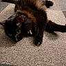 Pepper joined the competition — help win amazing prizes! animal, black_cat, carpet, cat, close_up, collar, cute, domestic_cat, feline, floor, fur, indoor, laying_down, mammal, pet, relaxed, resting, stretching, tail, whiskers
