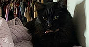 Pepper is registered to the contest to win money with this photo: animal, bed, black_cat, blanket, cat, closet, clothes, cozy, cute, domestic_animal, face, fur, furniture, home, indoor, pet, portrait, quilt, resting, shadow