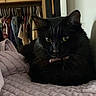 animal, bed, black_cat, blanket, cat, closet, clothes, cozy, cute, domestic_animal, face, fur, furniture, home, indoor, pet, portrait, quilt, resting, shadow