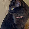 Pepper is registered to the contest to win money with this photo: animal, black_cat, calm, cat, close_up, collar, curious, cute, domestic_animal, feline, fur, indoor, pet, portrait, quiet, side_view, sitting, texture, whiskers, yellow_eyes