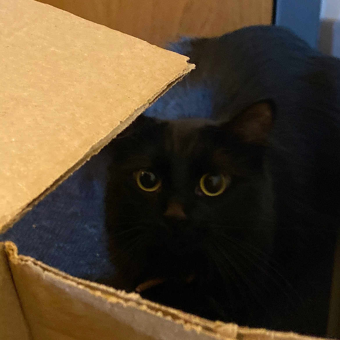 Pepper
