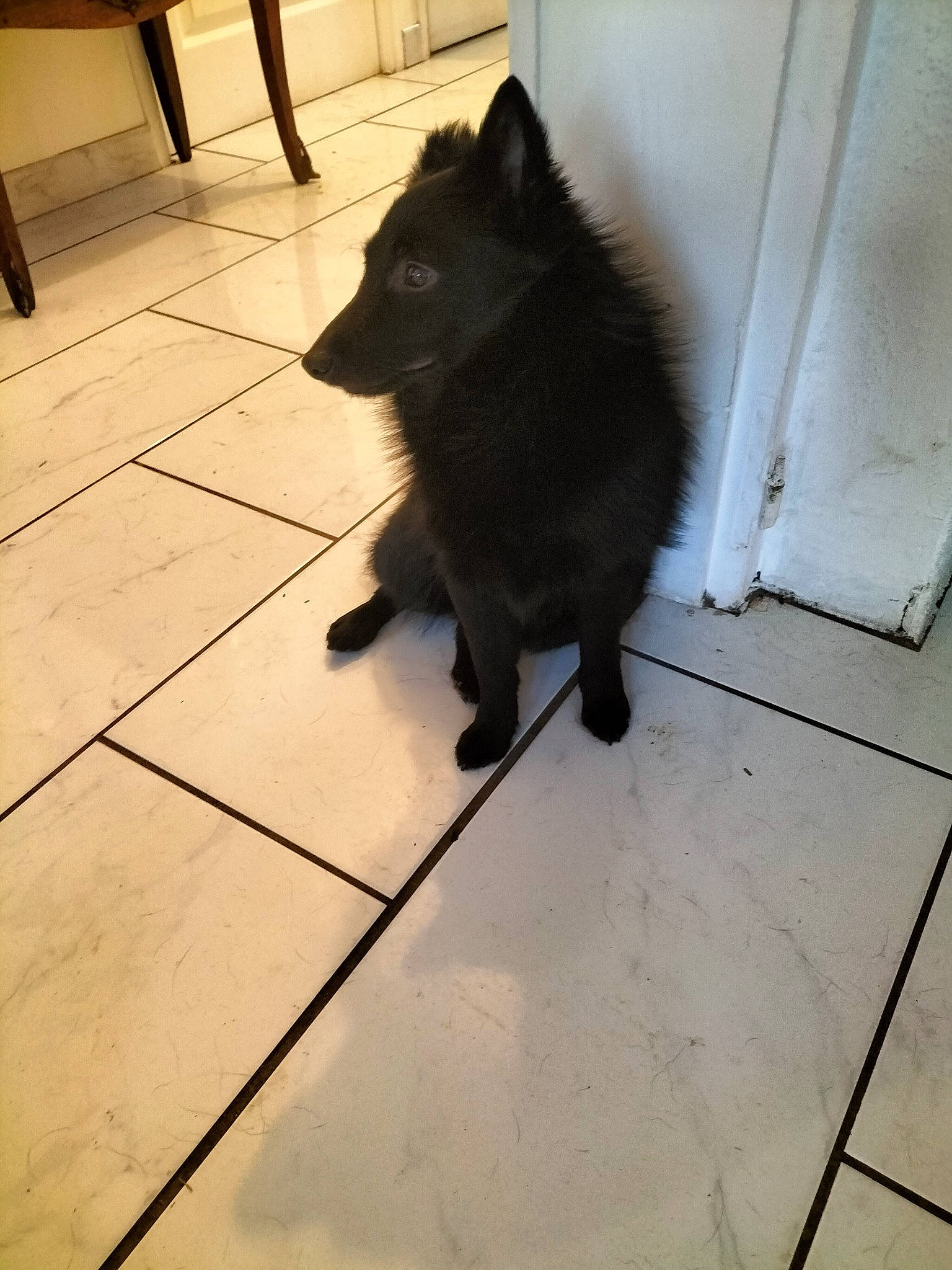 Tatoo participe au concours pour gagner de l'argent avec cette photo : black_cat, carnivore, companion_dog, dog, dog_breed, door, felidae, floor, flooring, fur, hardwood, line, road_surface, shadow, small_to_medium_sized_cats, snout, tail, tints_and_shades, whiskers, wood