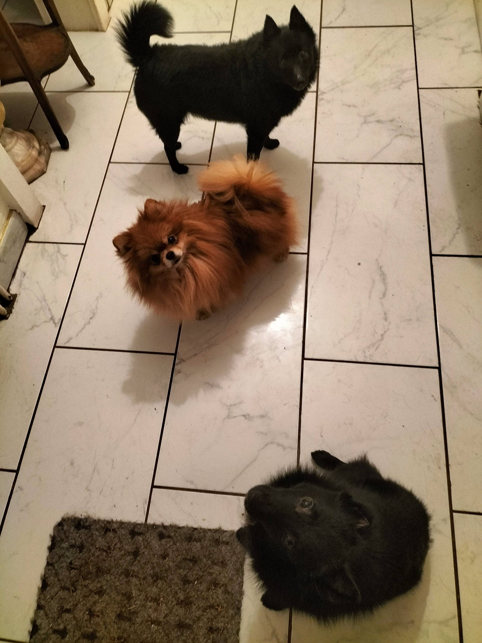 Tatoo participe au concours pour gagner de l'argent avec cette photo : brown, canidae, carnivore, companion_dog, dog, dog_breed, dog_supply, fawn, floor, flooring, fur, liver, mammal, pet_supply, snout, sporting_group, tail, toy_dog, vertebrate, working_animal