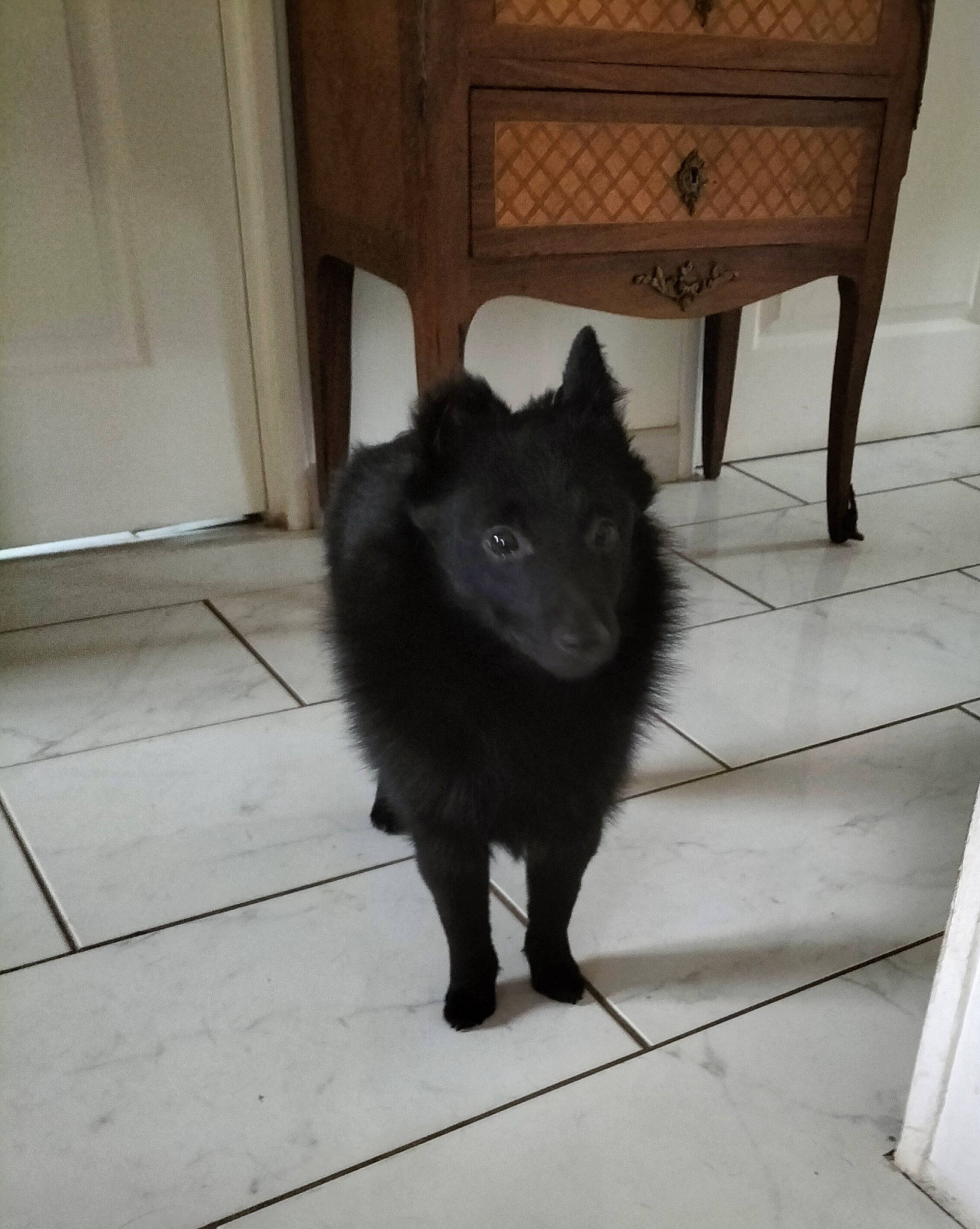 Tatoo participe au concours pour gagner de l'argent avec cette photo : black_cat, bombay, canidae, carnivore, cat, dog_breed, domestic_short_haired_cat, door, felidae, floor, flooring, fur, grey, hardwood, paw, small_to_medium_sized_cats, tail, tints_and_shades, whiskers, wood