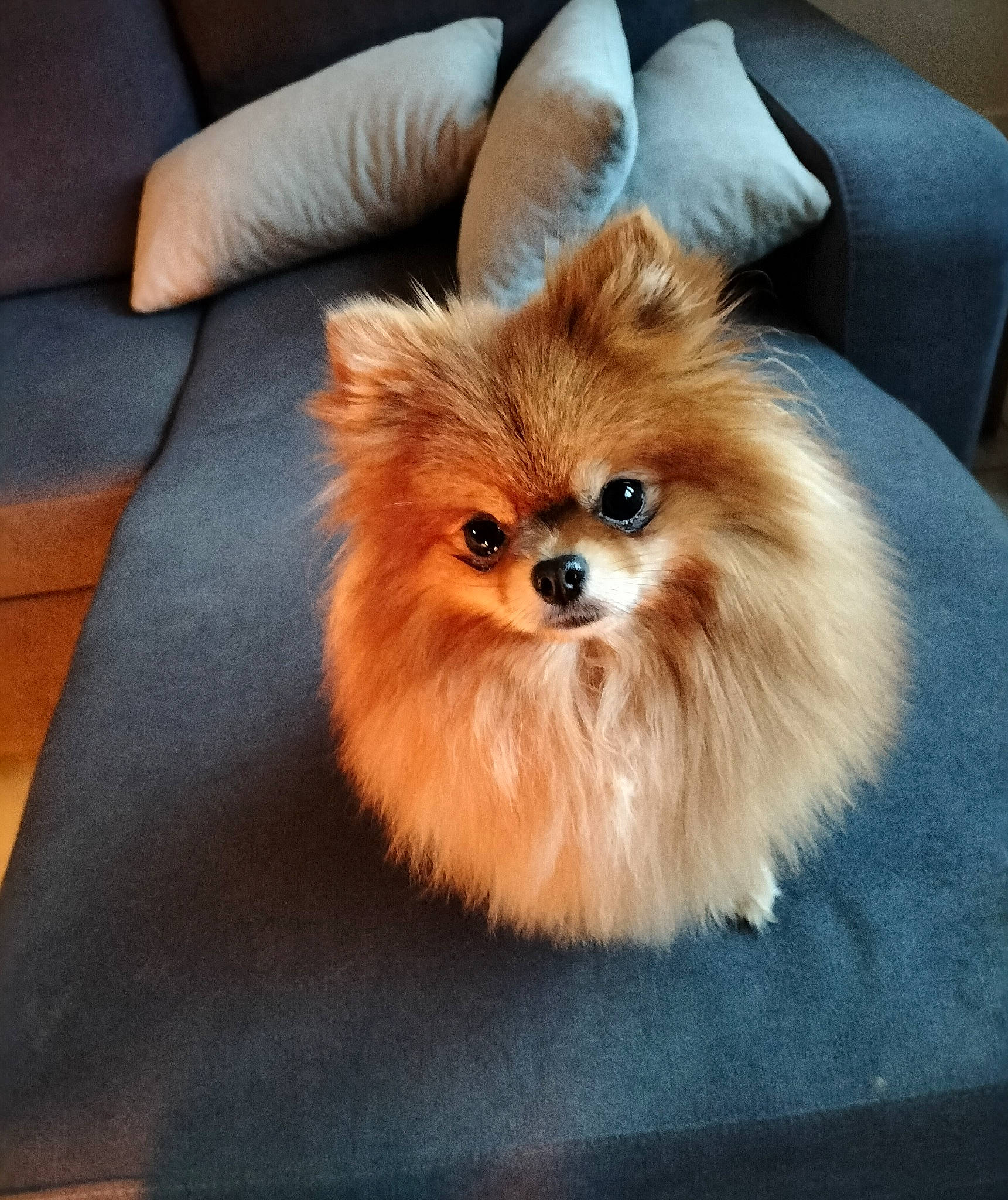 Sulfu participe au concours pour gagner de l'argent avec cette photo : canidae, carnivore, companion_dog, dog, dog_breed, fawn, fur, german_spitz, german_spitz_klein, german_spitz_mittel, liver, non_sporting_group, pomeranian, snout, spitz, sporting_group, toy_dog, volpino_italiano, whiskers, working_animal