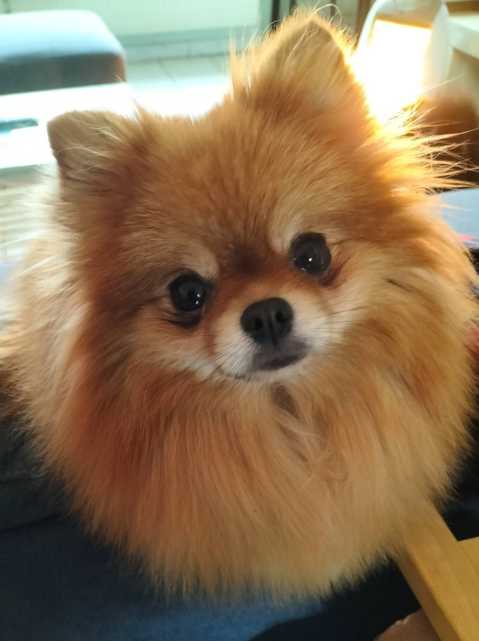 Sulfu a rejoint le concours — aidez-le/la à gagner de superbes lots ! canidae, carnivore, companion_dog, dog, dog_breed, ear, eye, fawn, fur, german_spitz, german_spitz_klein, iris, liver, pomeranian, snout, spitz, sporting_group, toy_dog, whiskers, working_animal