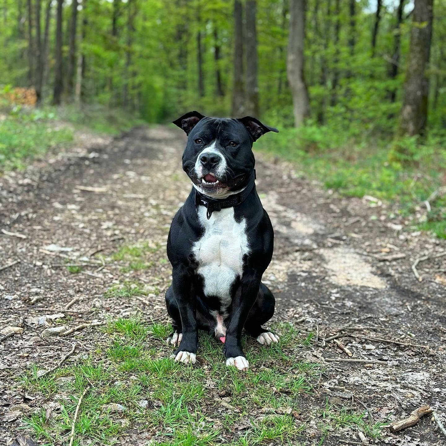 Thor a rejoint le concours — aidez-le/la à gagner de superbes lots ! animal, canine, dog, grass, grove, jungle, land, nature, outdoors, path, pet, plant, puppy, rainforest, rock, soil, trail, tree, vegetation, woodland