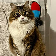 Moshi participe au concours pour gagner de l'argent avec cette photo : cat, fluffy, sitting, chair, indoor, pet, furry, white_paws, striped, brown, tabby, portrait, eyes, whiskers, cozy, curtains, furniture, domestic, cute, animal