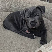 Albus a rejoint le concours — aidez-le/la à gagner de superbes lots ! puppy, dog, pet, gray, cute, animal, canine, bed, cozy, resting, indoors, fur, paw, ears, looking, young, adorable, companion, relaxed, soft