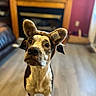 dog, pet, indoor, headband, ears, curious, brown, white, floor, fireplace, wood, cozy, looking_up, animal, canine, domestic, cute, playful, home, fur