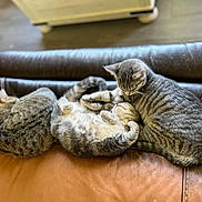 Bugg joined the competition — help win amazing prizes! cat, tabby_cat, feline, pets, animal, sleeping, resting, leather_couch, indoor, cozy, cute, three_cats, fur, whiskers, paw, relaxing, companion, domestic_animal, home, nap