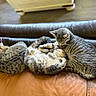cat, tabby_cat, feline, pets, animal, sleeping, resting, leather_couch, indoor, cozy, cute, three_cats, fur, whiskers, paw, relaxing, companion, domestic_animal, home, nap
