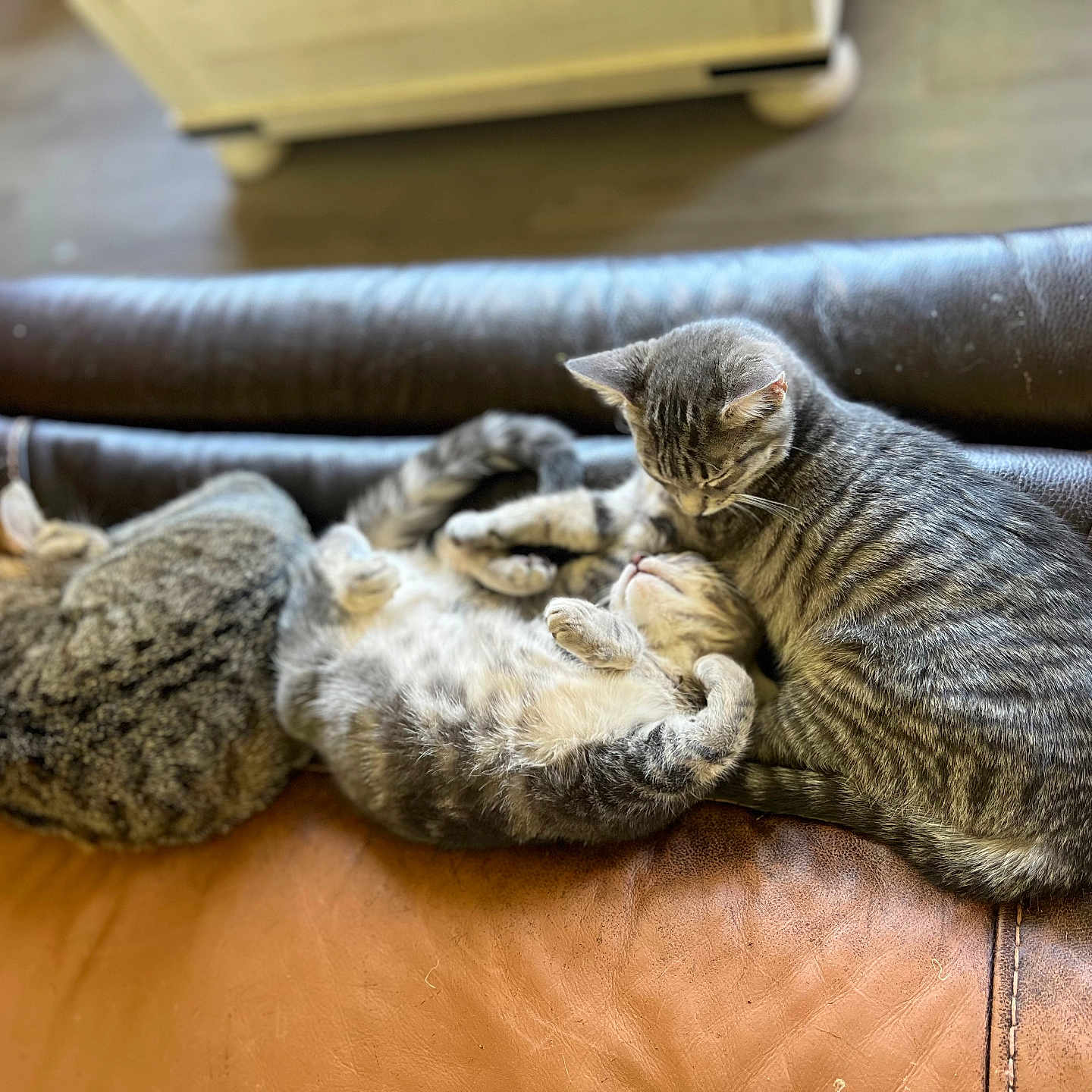 Bugg joined the competition — help win amazing prizes! cat, tabby_cat, feline, pets, animal, sleeping, resting, leather_couch, indoor, cozy, cute, three_cats, fur, whiskers, paw, relaxing, companion, domestic_animal, home, nap