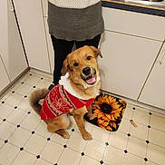 Nala joined the competition — help win amazing prizes! animal, brown_dog, clothing, companion, cute, dog, domestic, floor, happy, indoor, kitchen, mat, person, pet, sitting, smiling_dog, sunflower_pattern, sweater, tail, tile_floor