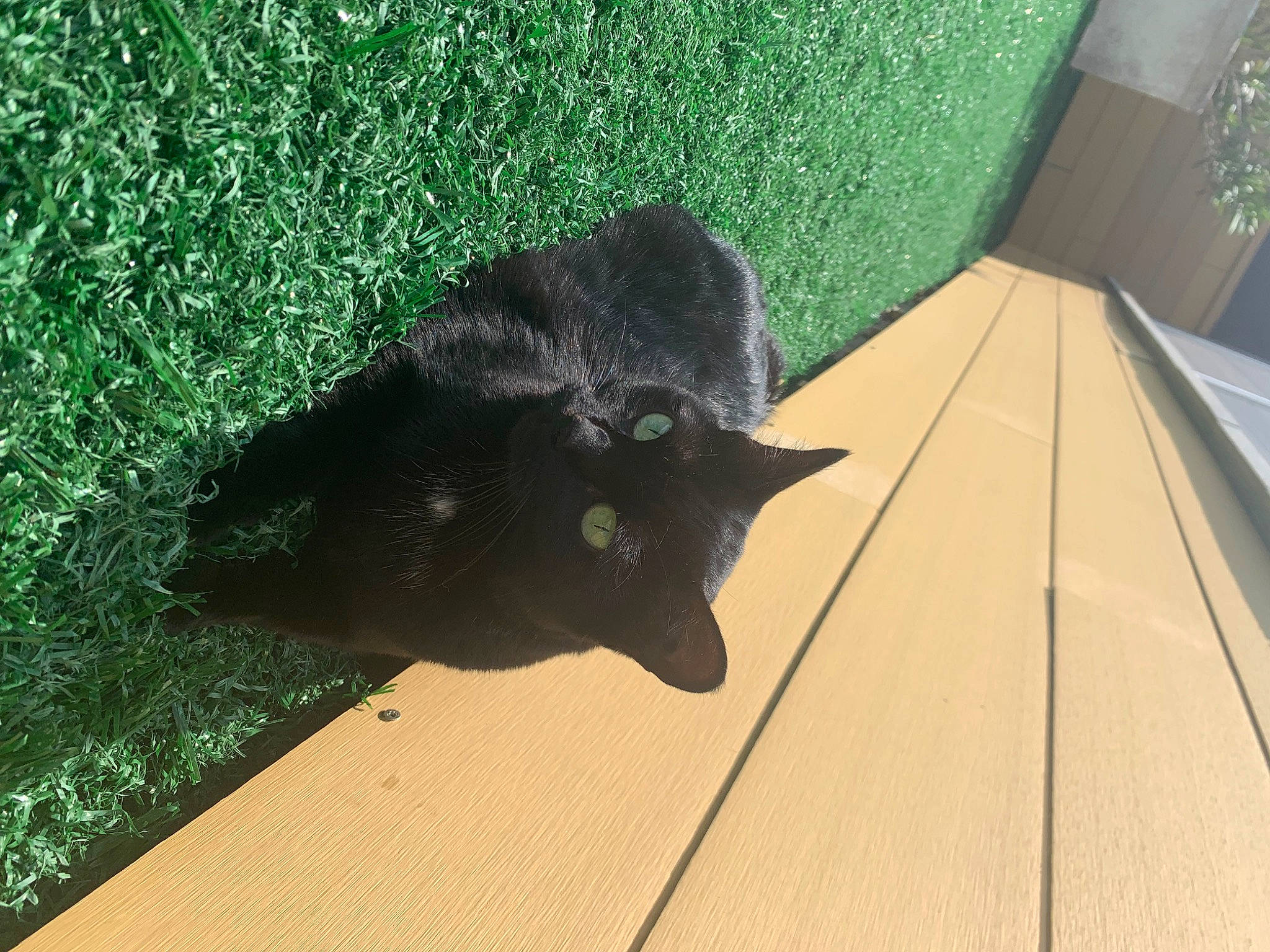 Vanille participe au concours pour gagner de l'argent avec cette photo : carnivore, cat, dog_breed, fashion_accessory, felidae, flooring, fur, grass, mammal, plant, shade, shadow, small_to_medium_sized_cats, snout, tail, terrestrial_animal, tints_and_shades, tree, whiskers, wood