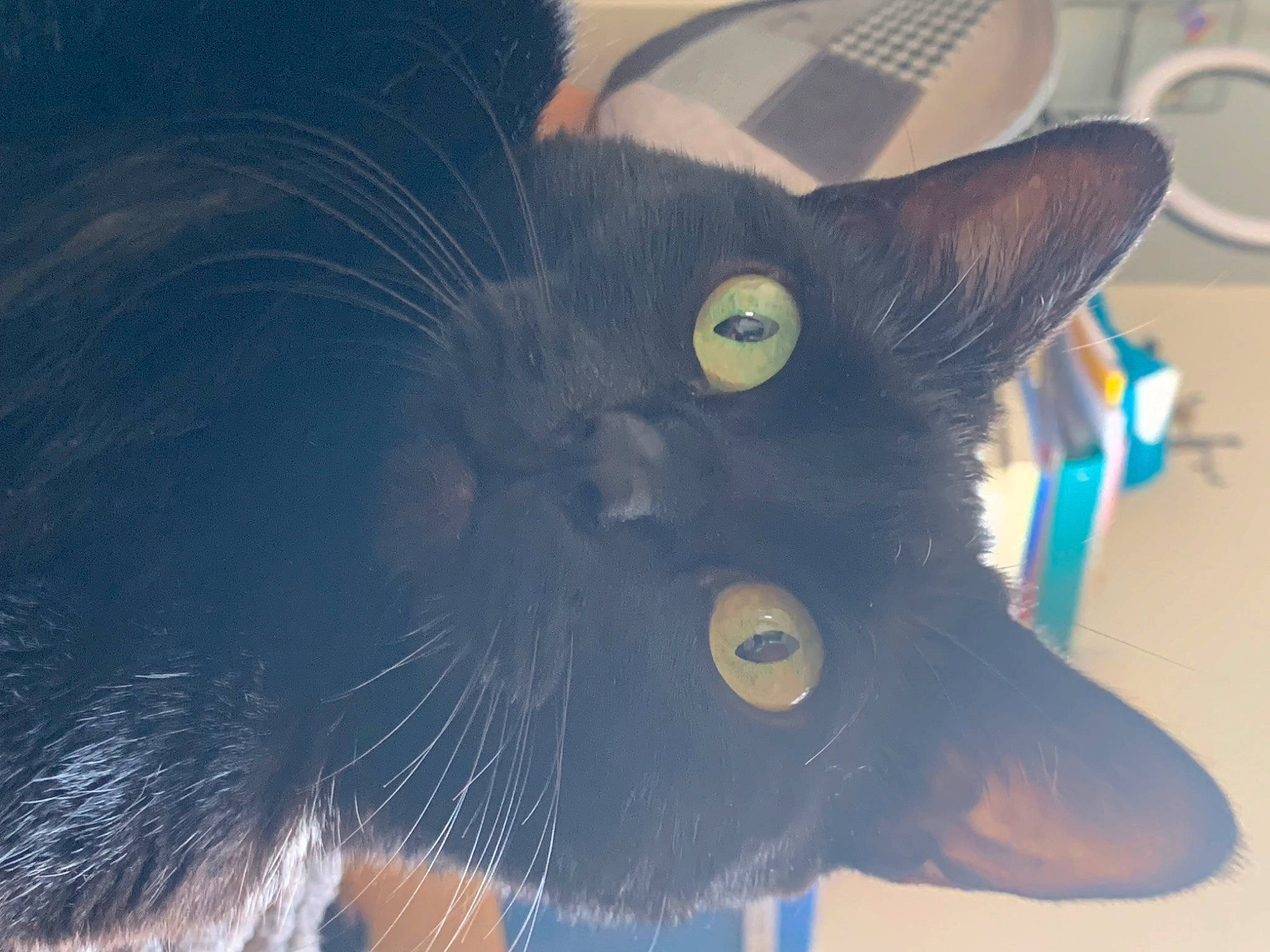 Vanille participe au concours pour gagner de l'argent avec cette photo : art, azure, black_cat, carnivore, cat, domestic_short_haired_cat, ear, electric_blue, felidae, fur, head, russian_blue, small_to_medium_sized_cats, snout, tail, terrestrial_animal, visual_arts, whiskers