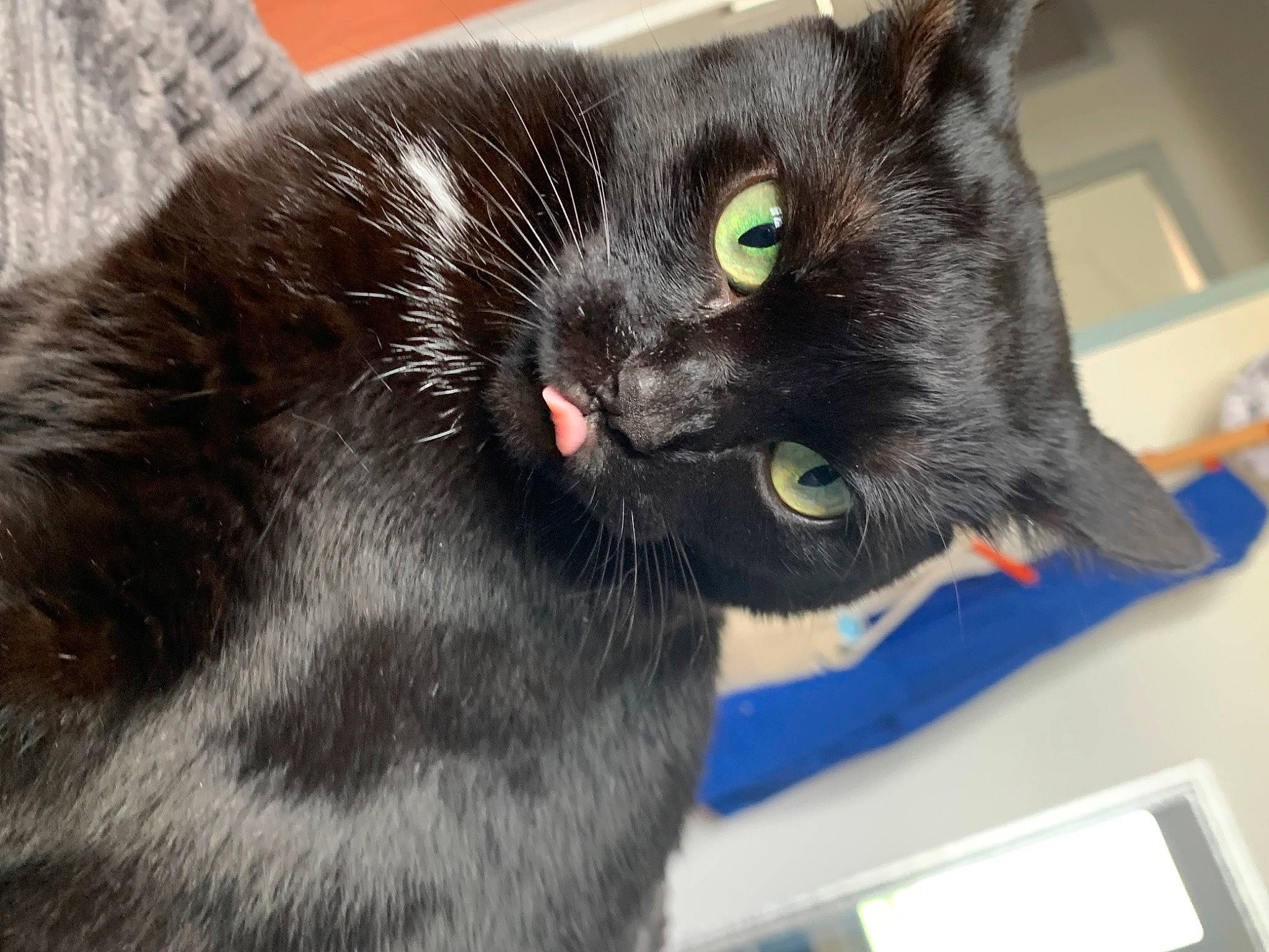 Vanille participe au concours pour gagner de l'argent avec cette photo : black_cat, bombay, carnivore, cat, claw, collar, comfort, domestic_short_haired_cat, ear, eye, felidae, fur, havana_brown, small_to_medium_sized_cats, snout, terrestrial_animal, whiskers