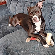 Katara joined the competition — help win amazing prizes! dog, black_and_white, couch, bone, toy, pet, indoor, relaxed, animal, paw, ears, fur, looking, sitting, household, companion, canine, comfort, furniture, resting