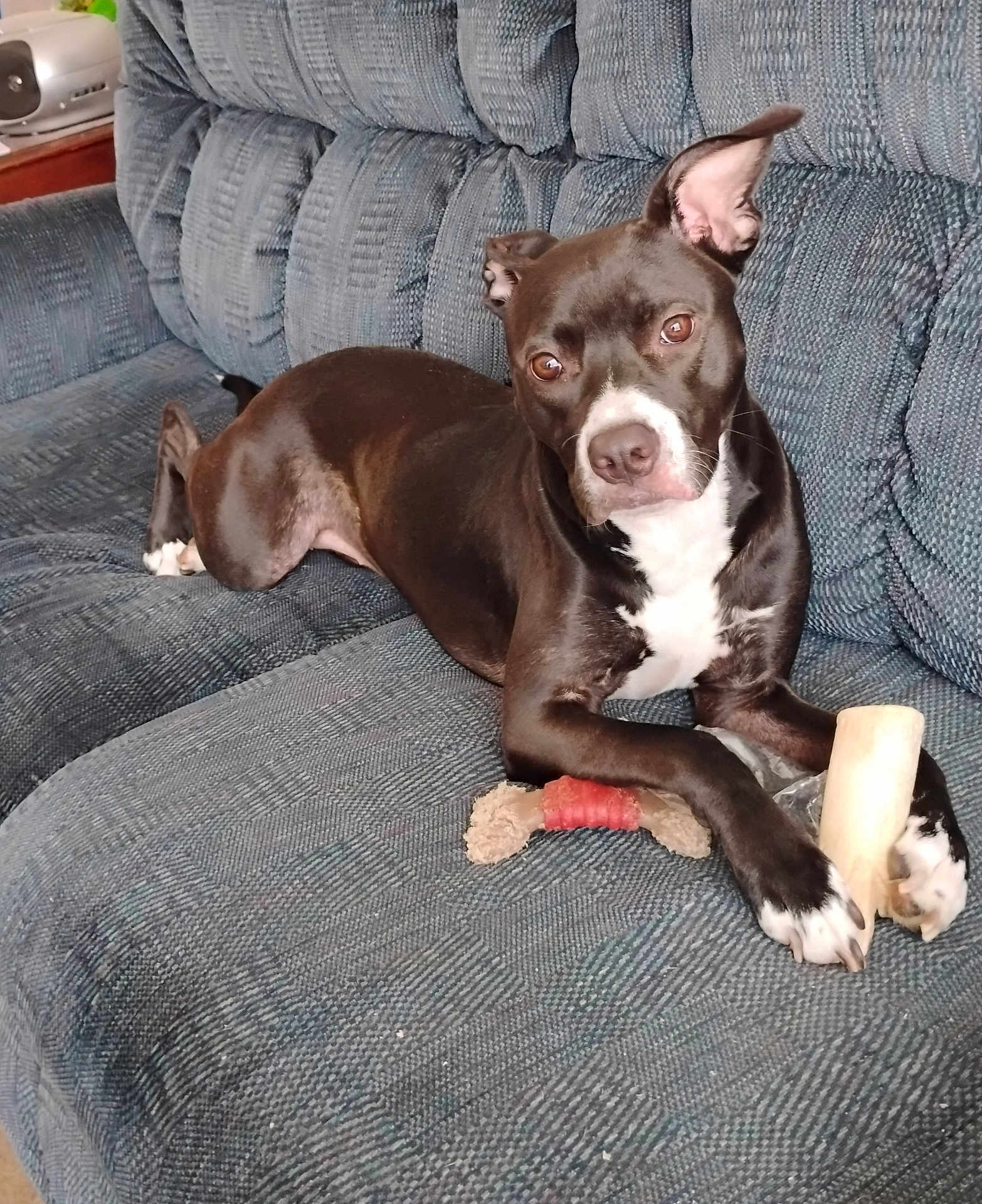 Katara joined the competition — help win amazing prizes! dog, black_and_white, couch, bone, toy, pet, indoor, relaxed, animal, paw, ears, fur, looking, sitting, household, companion, canine, comfort, furniture, resting