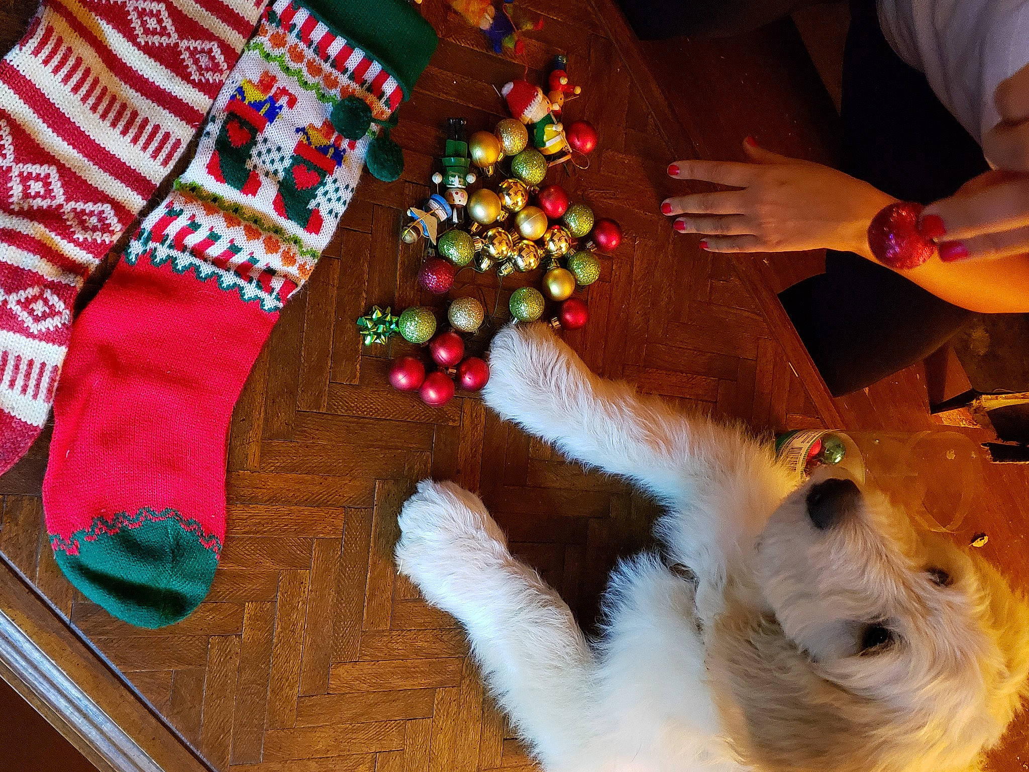 Harold is registered to the contest to win money with this photo: canidae, carnivore, christmas, christmas_decoration, christmas_eve, christmas_ornament, companion_dog, dog, dog_breed, fur, holiday, holiday_ornament, miniature_schnauzer, nail, ornament, small_terrier, sporting_group, terrier, working_animal