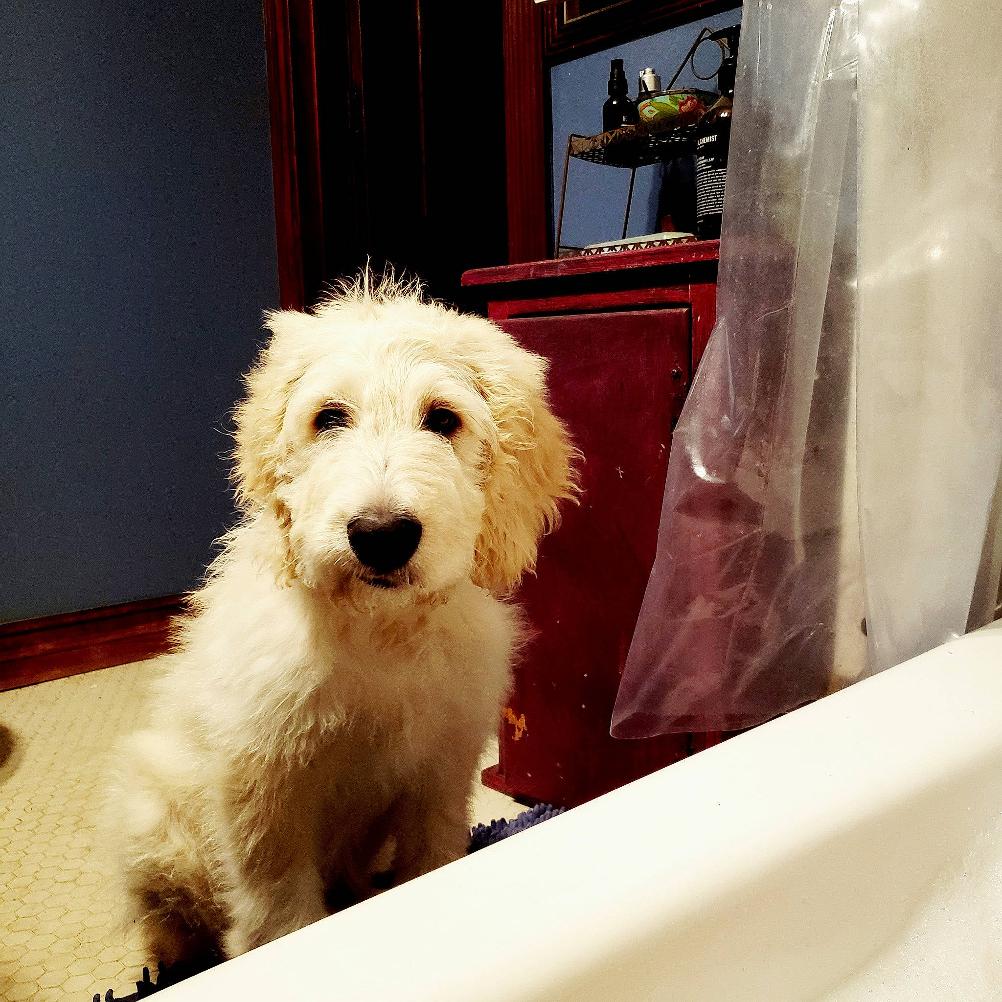 Harold joined the competition — help win amazing prizes! canidae, carnivore, companion_dog, dog, dog_breed, labradoodle, plastic_bag, snout, sporting_group, terrier, transparent_material, vertebrate, working_animal