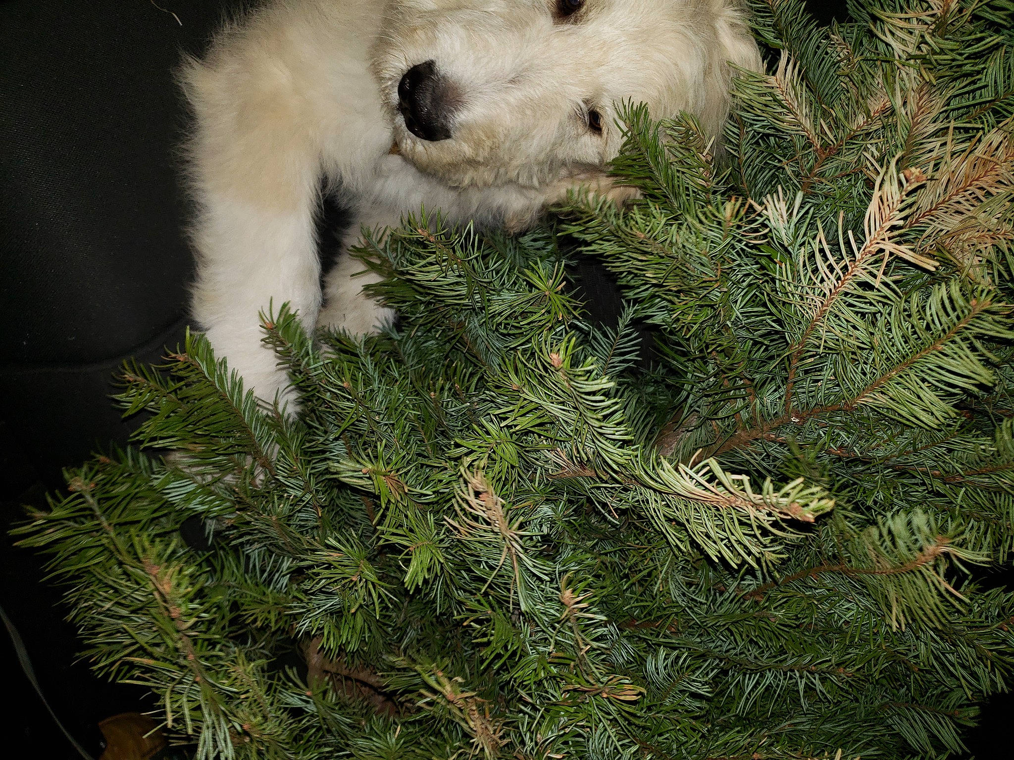 Harold is registered to the contest to win money with this photo: canidae, carnivore, christmas, christmas_decoration, christmas_tree, companion_dog, conifer, cypress_family, dog, dog_breed, fir, fur, organism, pine, pine_family, snout, sporting_group, working_animal, working_dog