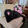 Bellatrix joined the competition — help win amazing prizes! black_cat, chair, cozy, decorative_plates, flowers, fur, home_interior, living_room, paw, pet, pillow, portrait, roses, striped_upholstery, teeth, tongue, upholstery, vintage_decor, wooden_shelf, yawning