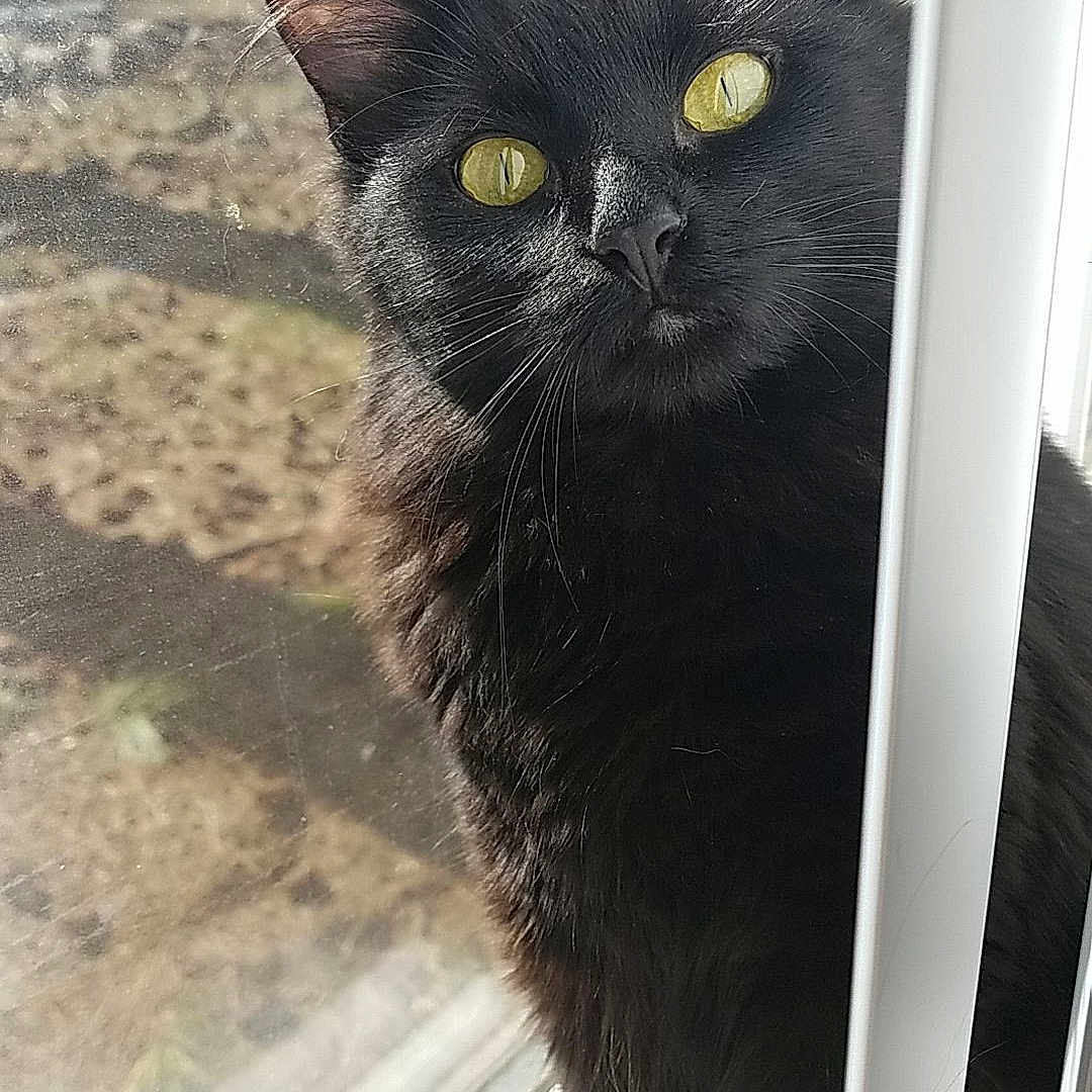 Bellatrix