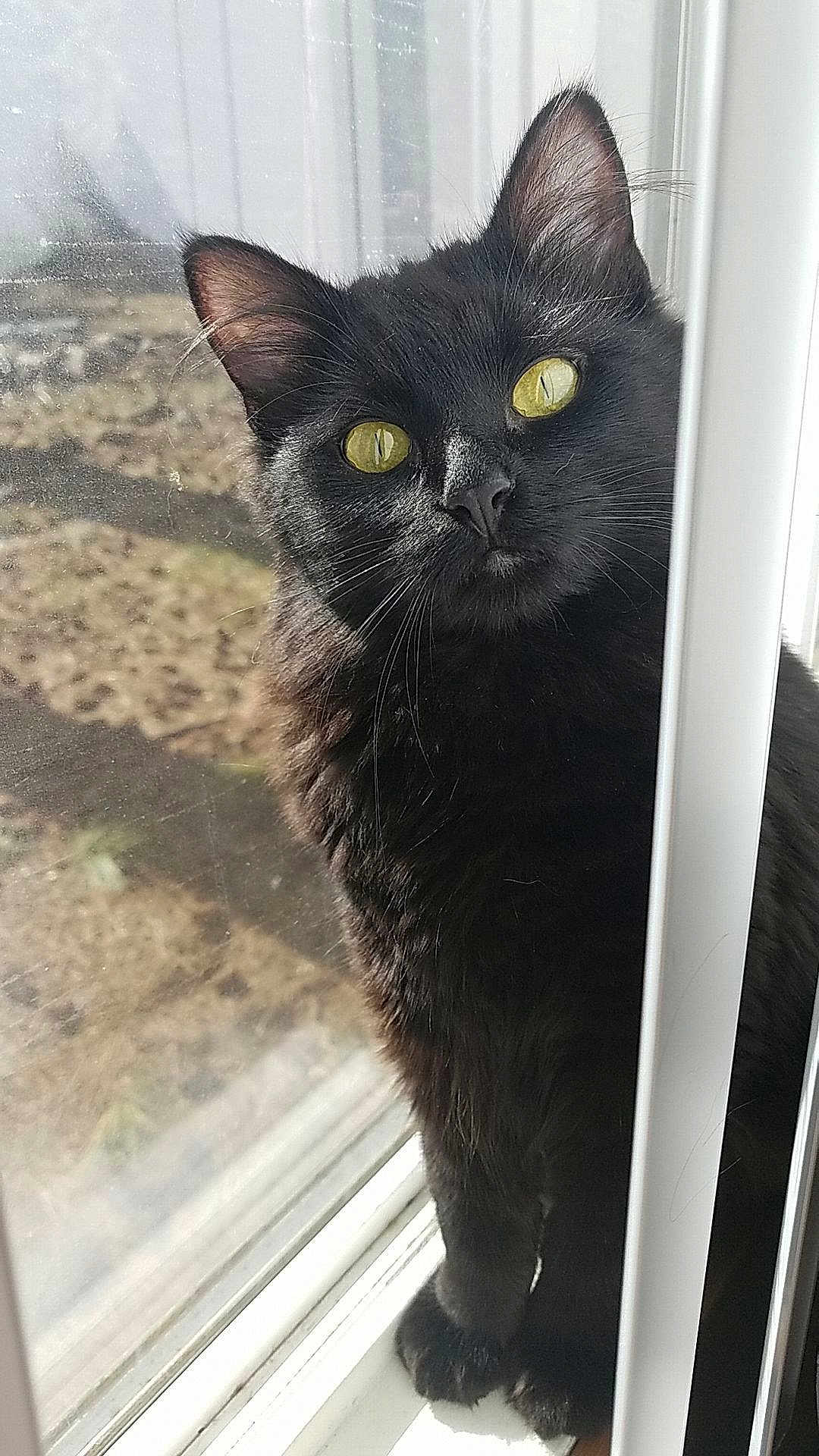 Bellatrix