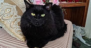 Bellatrix joined the competition — help win amazing prizes! black_cat, bookshelf, carpet, cat, cozy, cushion, decorative_plates, green_eyes, indoor, living_room, pet, pillow, pink_flowers, porcelain_plates, portrait, red_candles, striped_ottoman, upholstery, vase, wooden_shelf