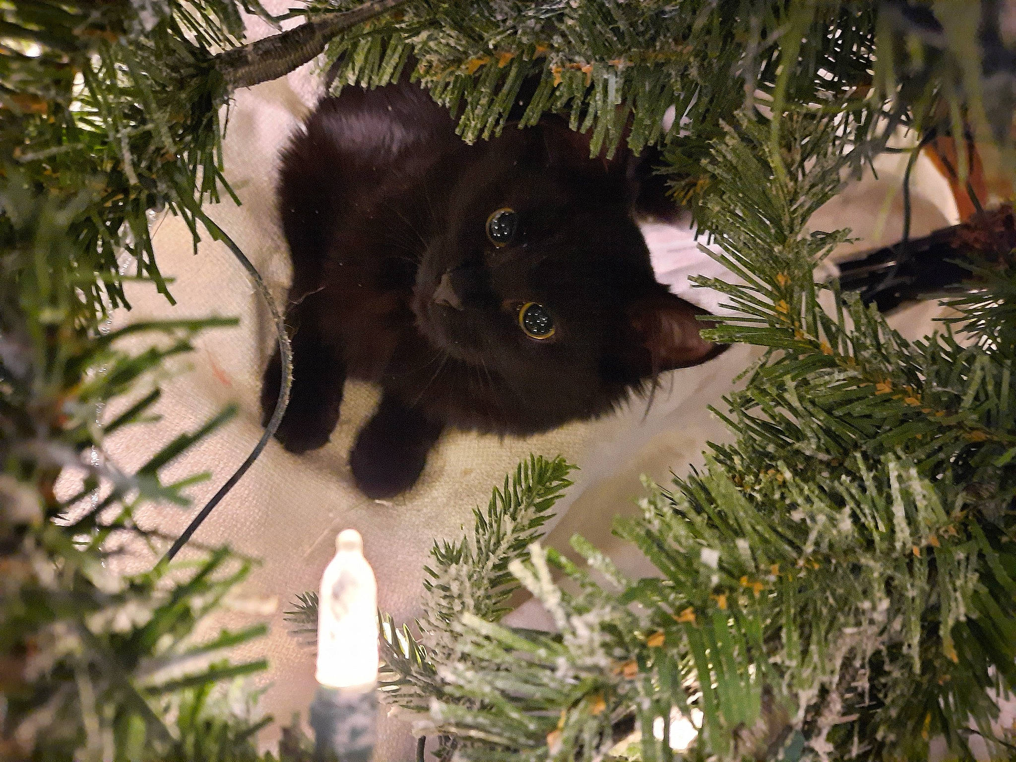 Bellatrix is registered to the contest to win money with this photo: branch, carnivore, christmas_decoration, christmas_ornament, christmas_tree, conifer, event, evergreen, grass, holiday, holiday_ornament, larch, light, plant, shortstraw_pine, snout, terrestrial_animal, twig, whiskers, woody_plant