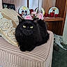 Bellatrix joined the competition — help win amazing prizes! black_cat, bookshelf, carpet, cat, cozy, cushion, decorative_plates, green_eyes, indoor, living_room, pet, pillow, pink_flowers, porcelain_plates, portrait, red_candles, striped_ottoman, upholstery, vase, wooden_shelf