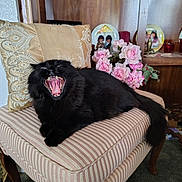 Bellatrix is registered to the contest to win money with this photo: black_cat, chair, cozy, decorative_plates, flowers, fur, home_interior, living_room, paw, pet, pillow, portrait, roses, striped_upholstery, teeth, tongue, upholstery, vintage_decor, wooden_shelf, yawning