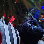 Bellatrix joined the competition — help win amazing prizes! cat, black_cat, pet, animal, indoor, curious, greenery, plant, cushion, striped, cozy, closeup, feline, whiskers, eyes, carpet, holiday, colorful, soft, domestic